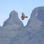 Adult Bearded Vulture flying