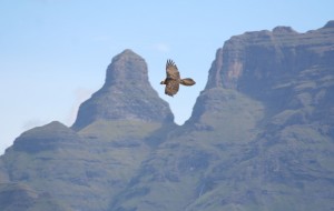 Adult Bearded Vulture flying