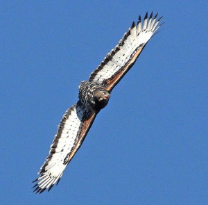 African Crowned Eagle displaying