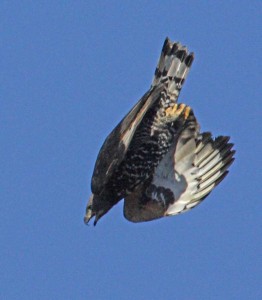 African Crowned Eagle displaying