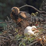 African Crowned Eagle with chick.