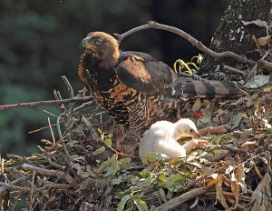 African Crowned Eagle with chick.