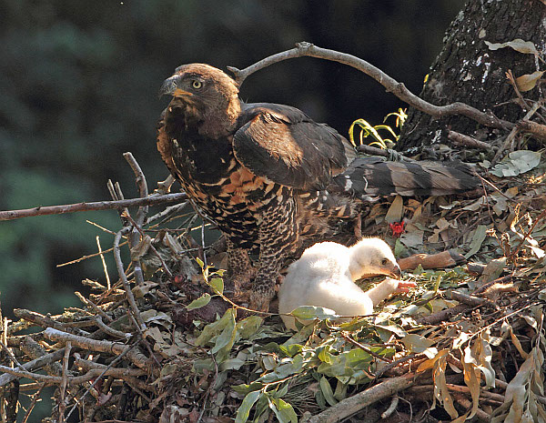 African Crowned Eagle with chick.