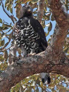 Female African Crowned Eagle