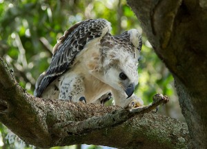 Juvenile African Crowned Eagle