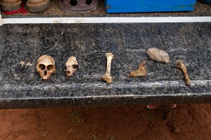 African Crowned Eagle: Prey remains