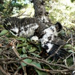 Black Sparrowhawk chick in a nest.