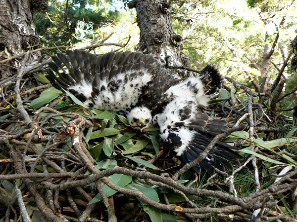 Black Sparrowhawk chick in a nest.