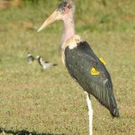 Marabou Stork showing patagial tags