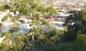  Crowned Eagle visits a gum tree nes