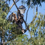 Couple of African Crowned Eagles