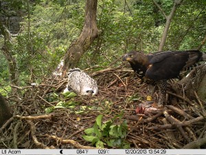 African  Crowned Eagle male and chick at nest