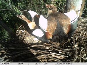  Egyptian Geese protesting at an unseen eagle