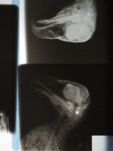 An x-ray image of the juvenile eagle from the 2011 Roberts Road nest site