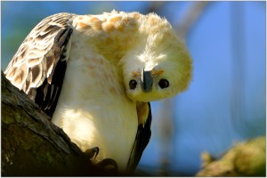 Juvenile African  Crowned Eagle