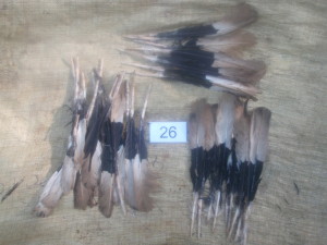  Tail feathers from a white-thighed hornbill (Bycanistes albotibialis) discarded in a hunting camp