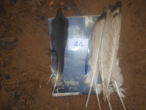 Palm nut vulture (Gypohierax angolensis) feathers discarded in a hunting camp 