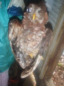 African wood owl (Strix woodfordii) killed in a village