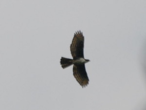 Cassin’s hawk eagle (Aquila africana) in the Ebo forest