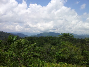 View of the Ebo forest above the canopy