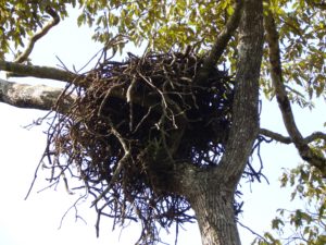 Crowned Eagle nest. Photo by Washington Wachira