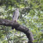 Crowned Eagle chick perched outside of nest. Photo by Washington Wachira