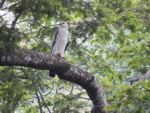 Crowned Eagle chick perched outside of nest. Photo by Washington Wachira