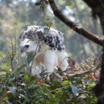 Crowned Eagle chick. Photo by Washington Wachira