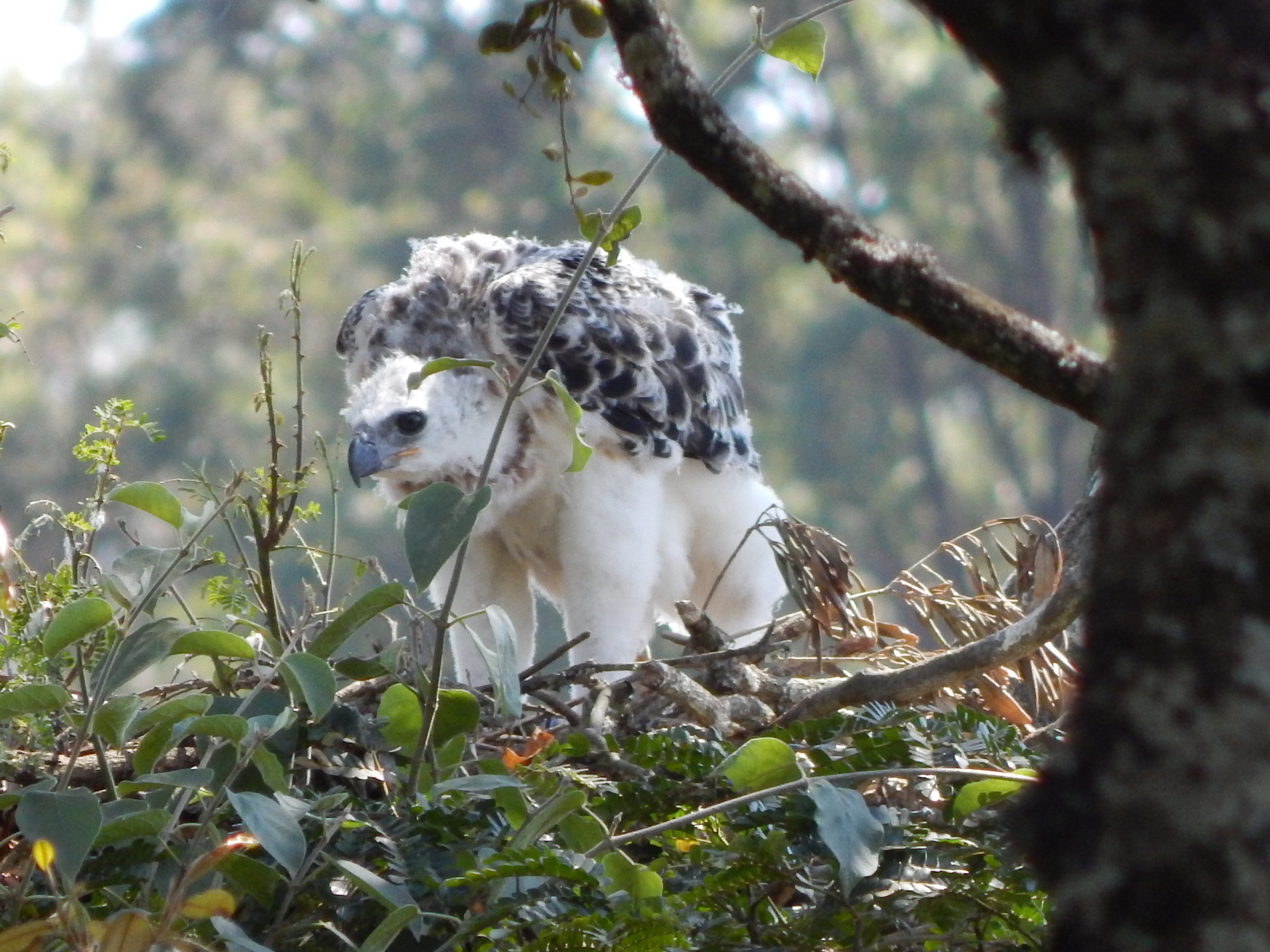 Crowned Eagle chick. Photo by Washington Wachira