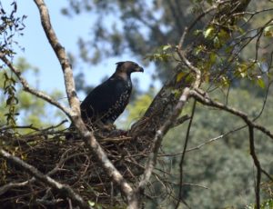 Crowned Eagle feeding on Suni. Photo by Washington Wachira