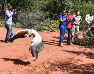 Cape Vulture Release.