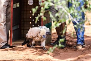 Cape Vulture leaving crate