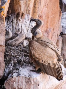 Cape Vulture with big chick
