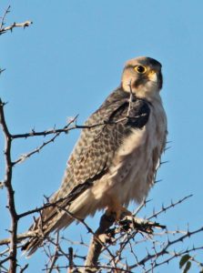 Lanner Falcon. Photo by Richard Reading.