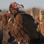 Lappet-faced Vulture