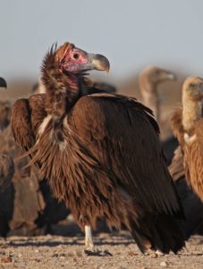 Lappet-faced Vulture