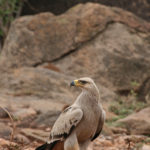 Tawny Eagle. Photo by Richard Reading.