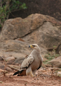 Tawny Eagle. Photo by Richard Reading.