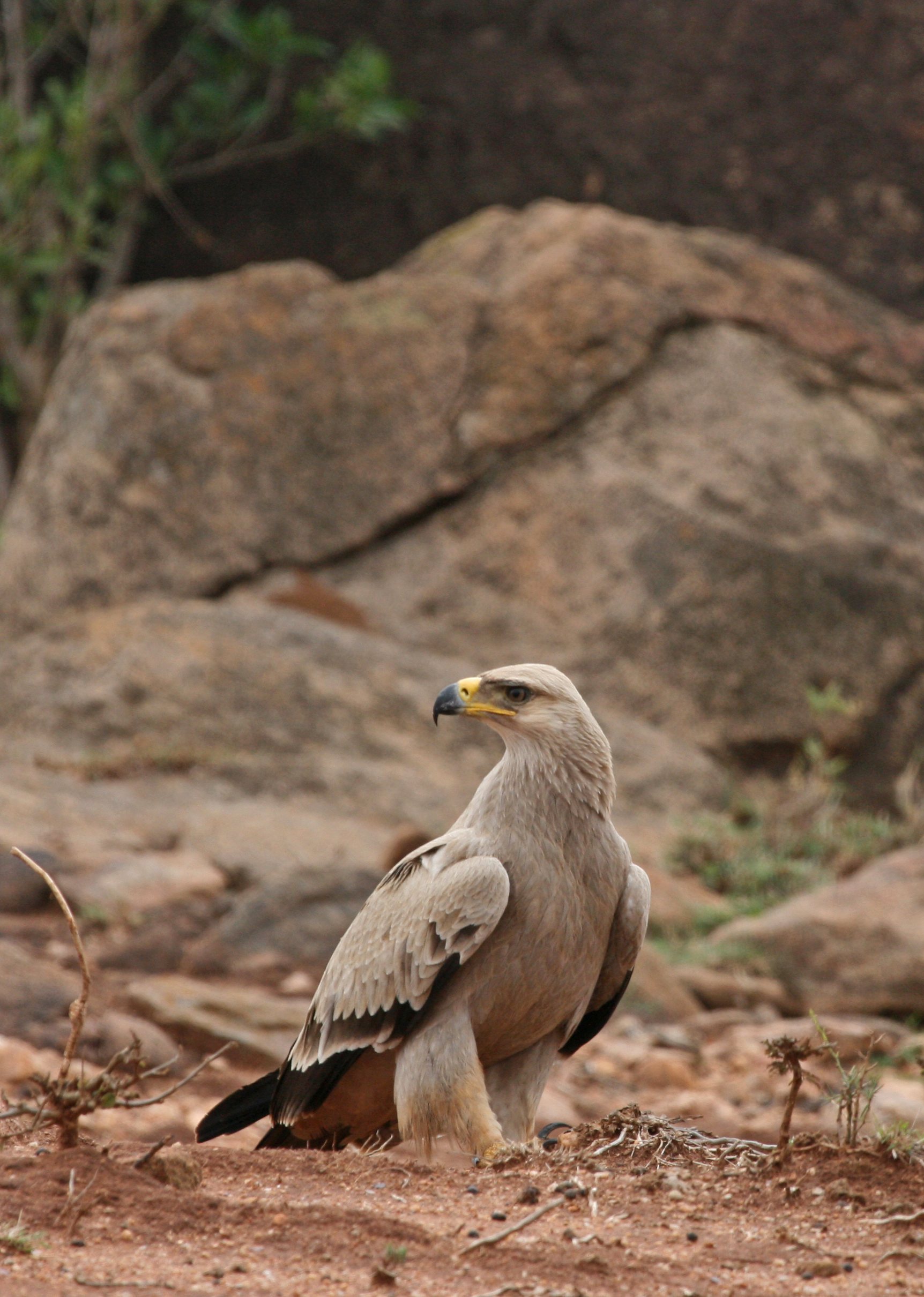 Tawny Eagle. Photo by Richard Reading.