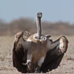 White-backed Vulture