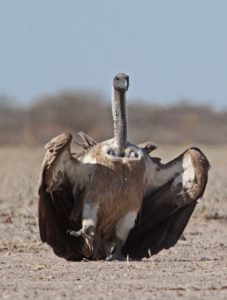 White-backed Vulture. 