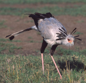 Secretary Bird. © Bill Clark