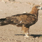 Tawny Eagle. © Bill Clark