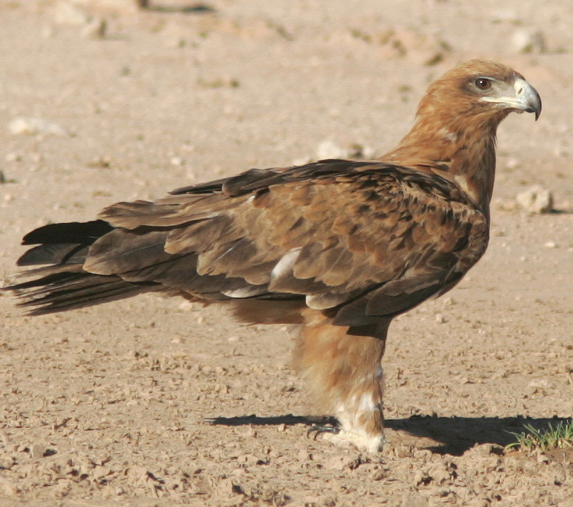 Tawny Eagle. © Bill Clark