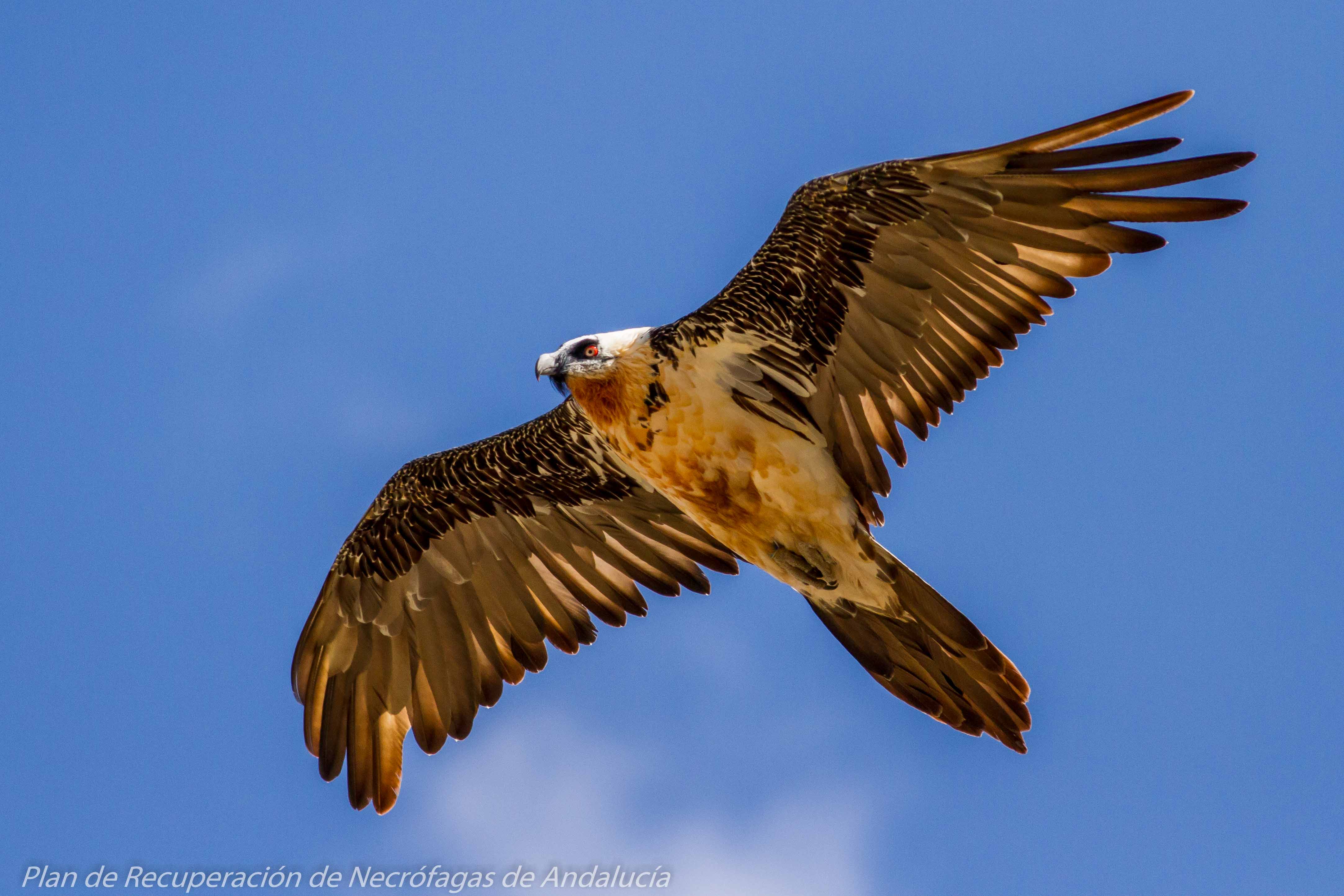 Is there a difference between a raptor and a bird of prey? - The Wolf Center