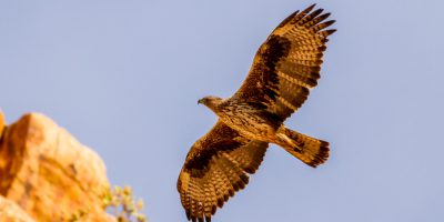 Bonellis  Eagle in North Africa.
© Iñigo_Fajardo