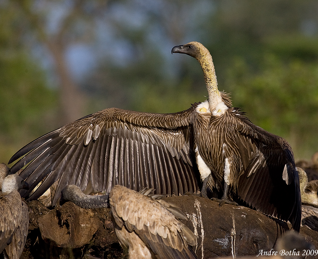 African Rapter An interview with André Botha about raptor conservation in South Africa ...