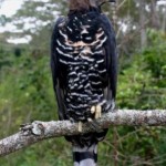 Crowned Eagle male