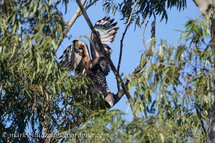 Couple of African Crowned Eagles