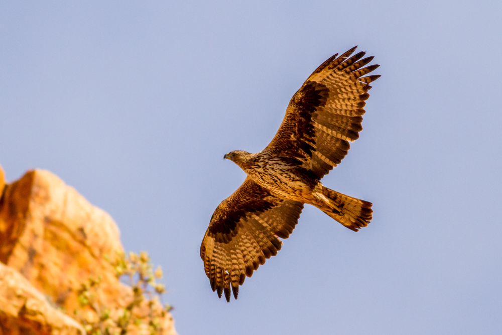 Bonellis  Eagle in North Africa.
© Iñigo_Fajardo